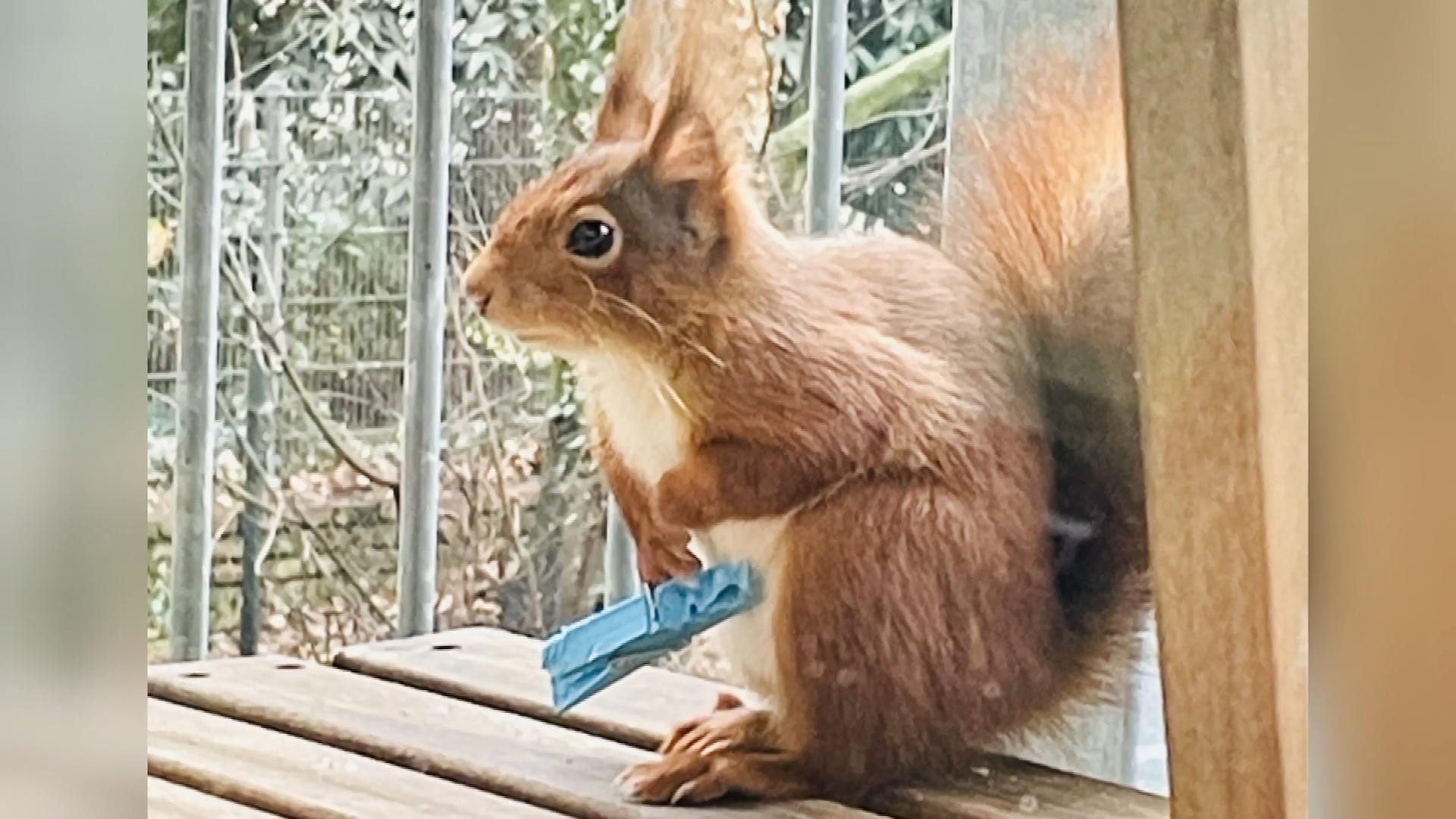 Eichhörnchen in Not