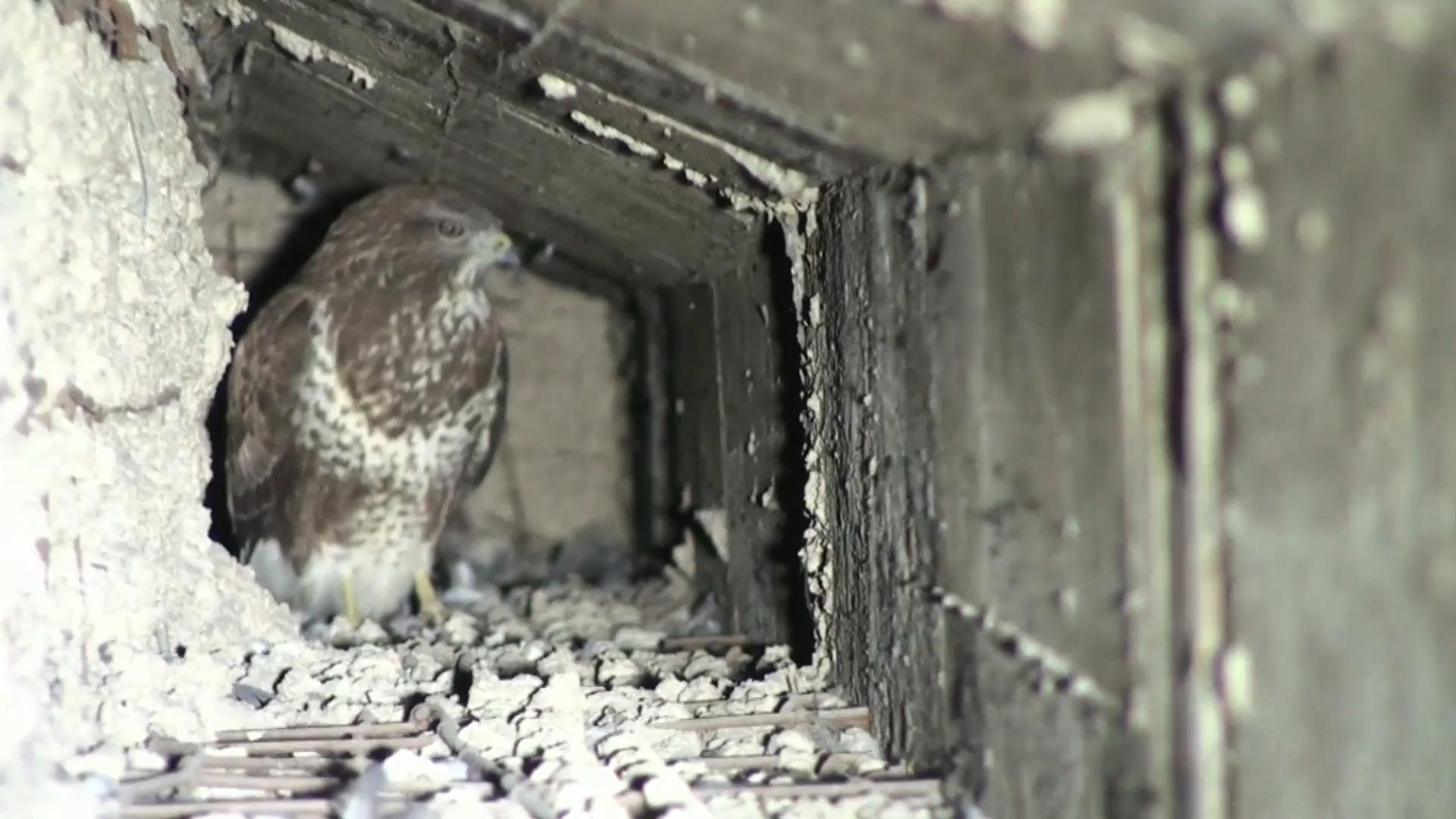 Ein komlizierter Fall