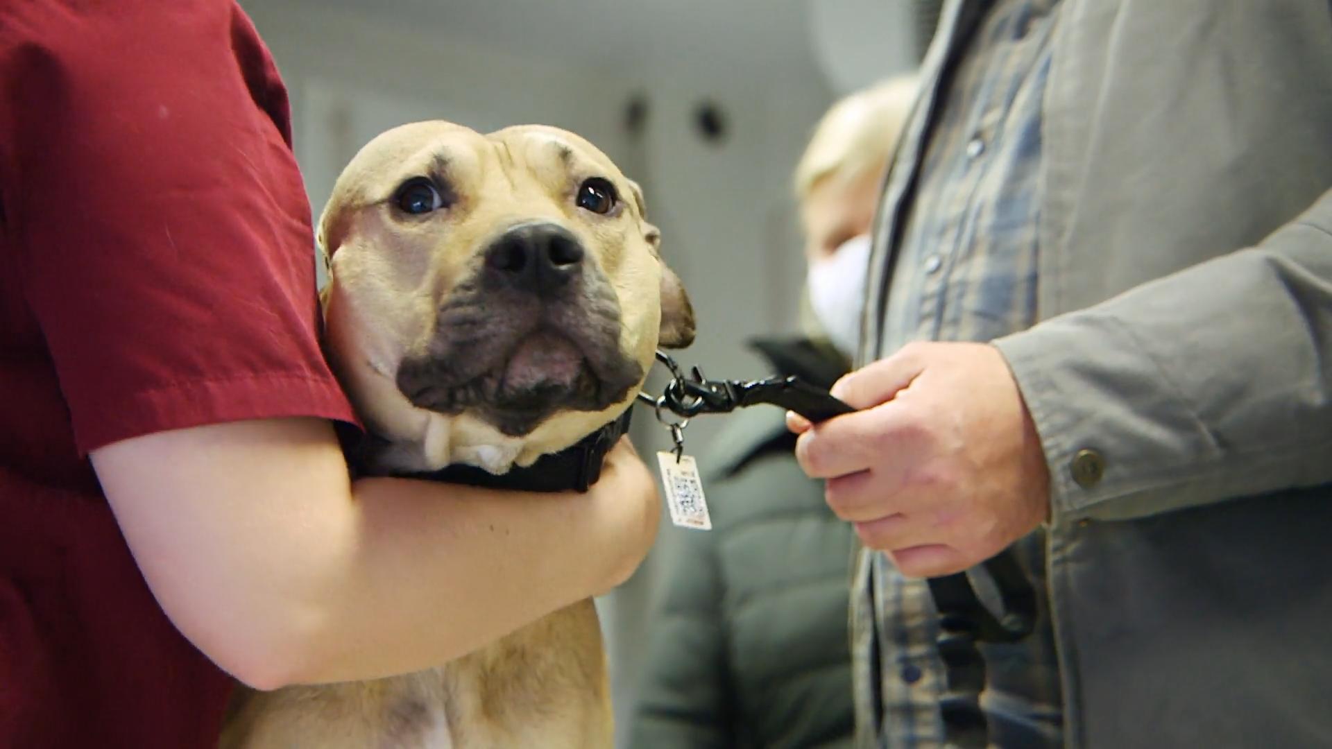 Sunny muss unters Messer