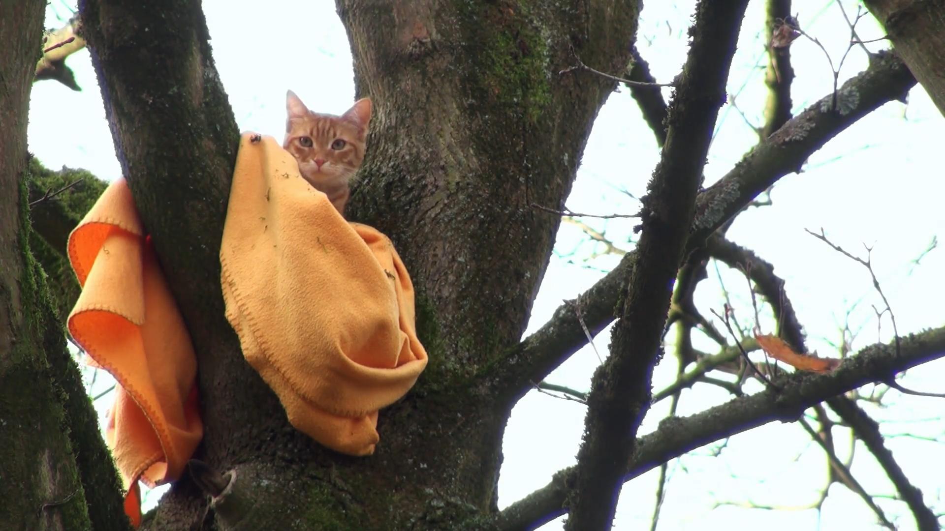 Katze gefangen im Baum