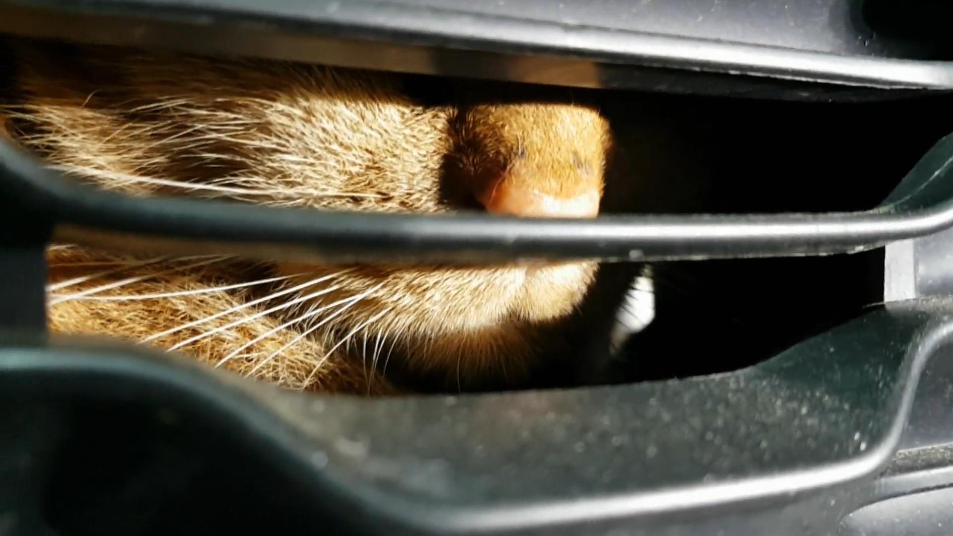 Kater sitzt in Motorraum fest