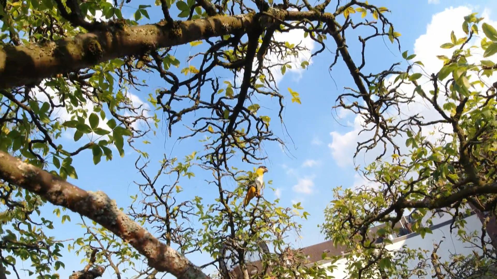 Es wird alles getan, um den Vogel zu fangen