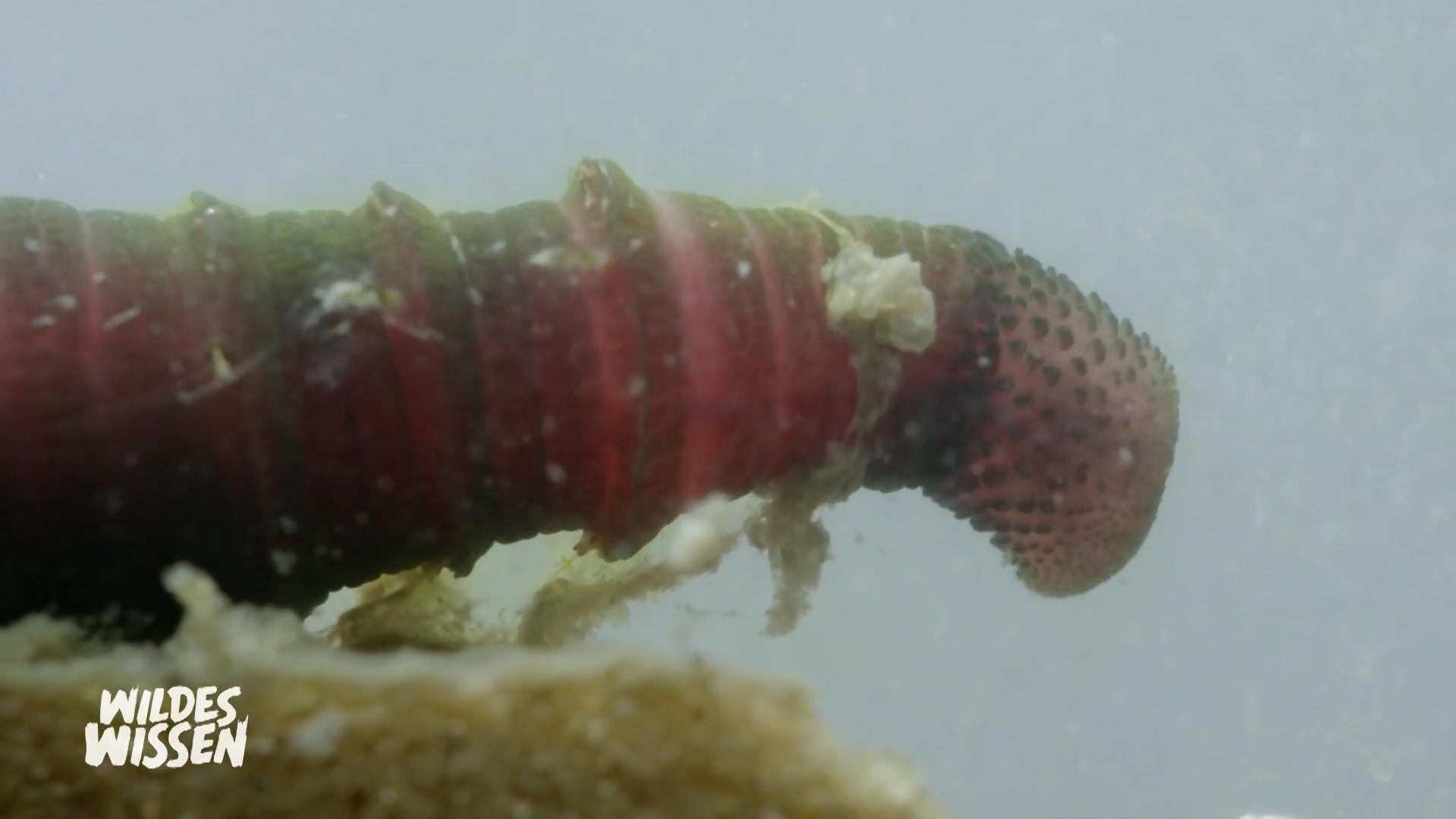 Wie können wir durch Wattwürmer profitieren?