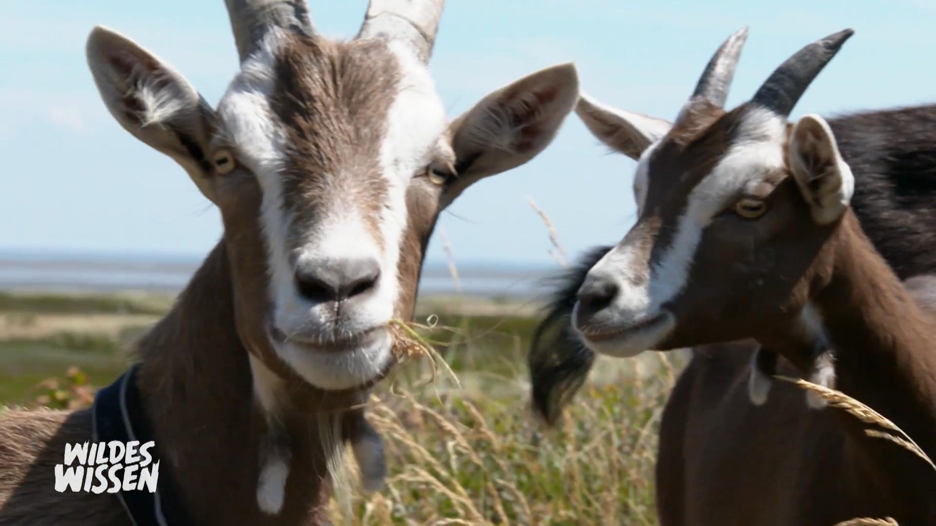 Ziegen stecken voller Überraschungen
