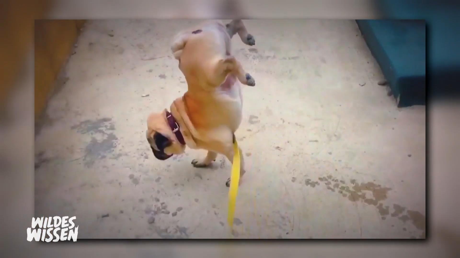 Die Talente unserer Tiere