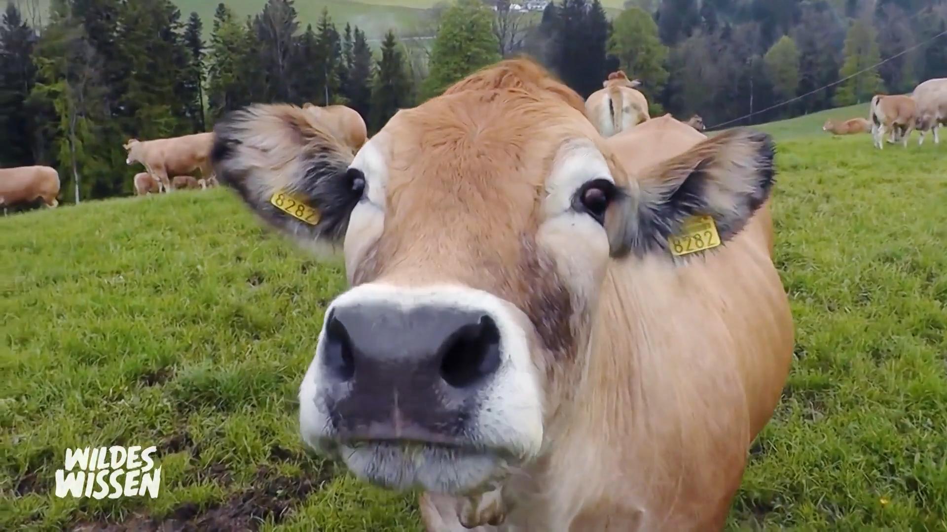 Musik beeinflusst die Milchproduktion