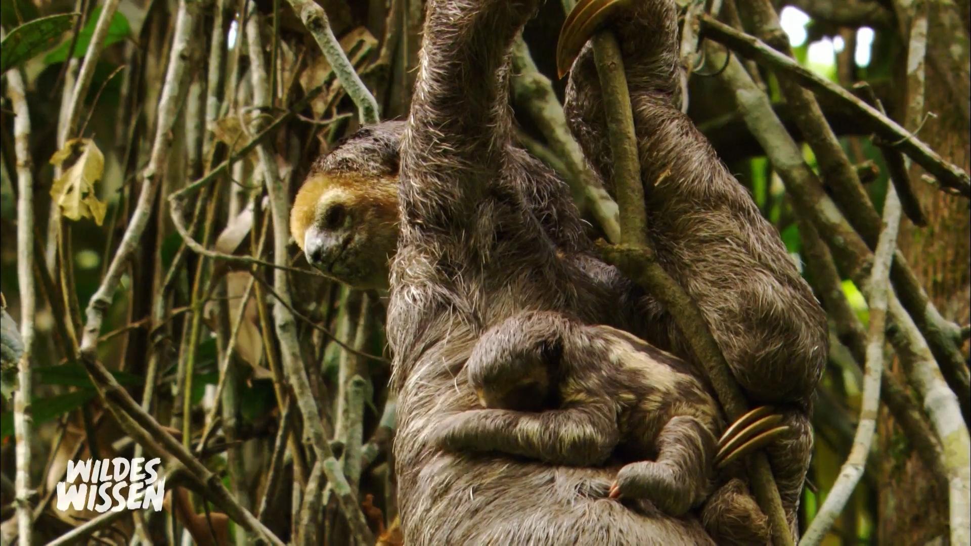 Sind Faulttiere wirklich faul?