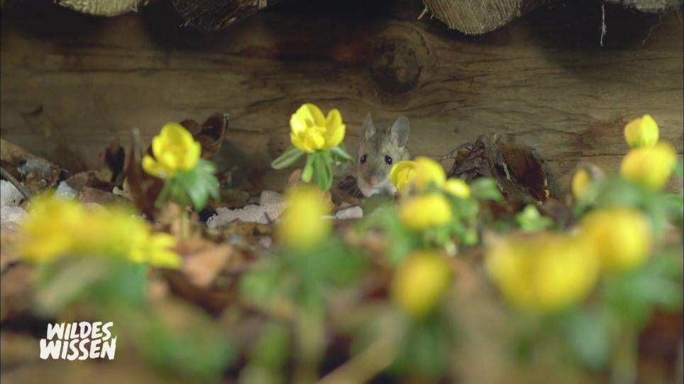 Mäusemilch ist ganz schön wertvoll