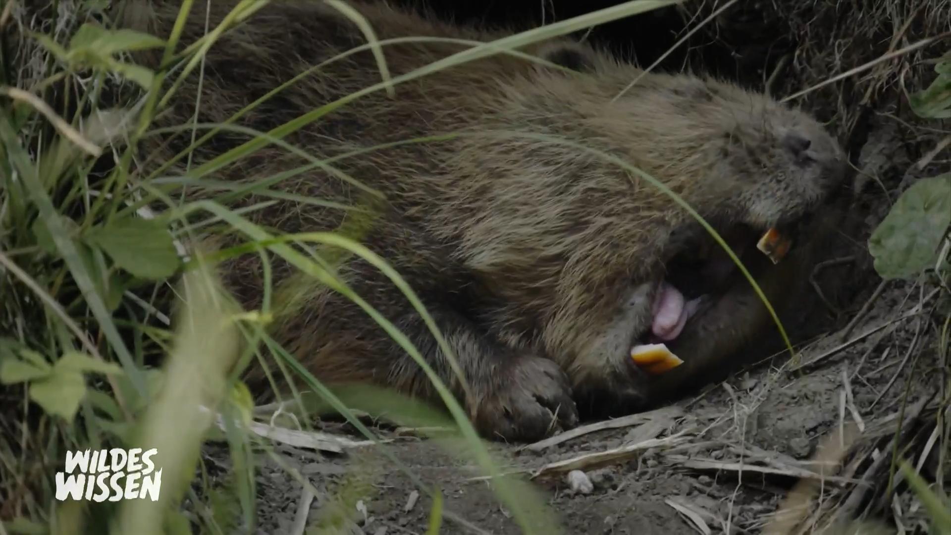 Was bedeutet "Biebergeil"?