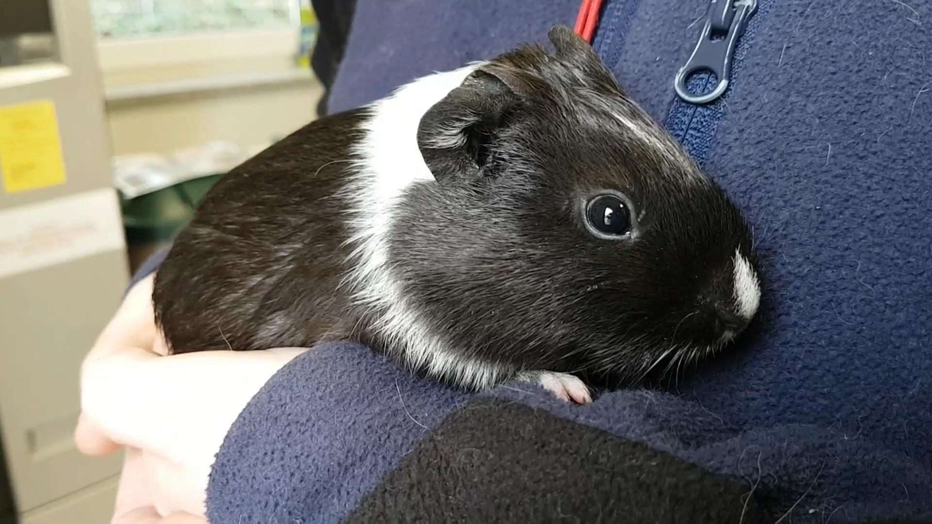 Meerschweinchen Jagt