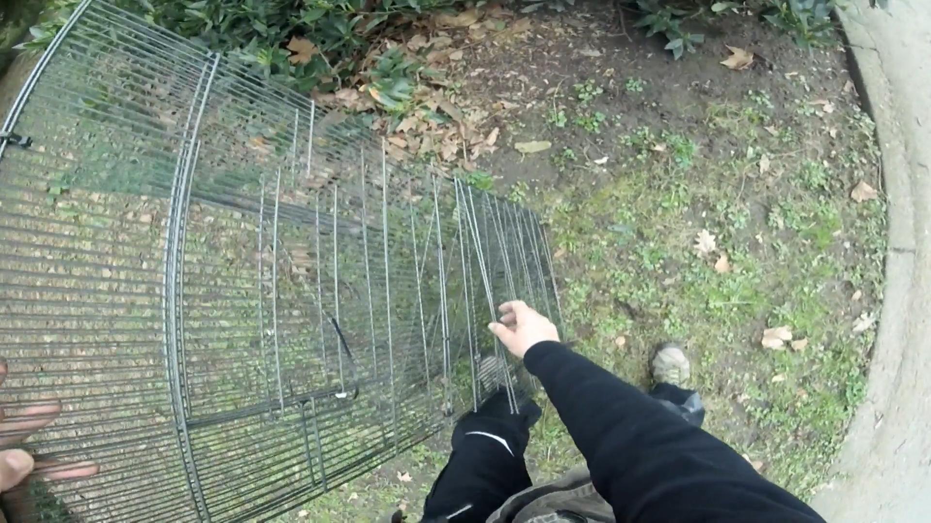 Ein Meerschweinchen in Gefahr