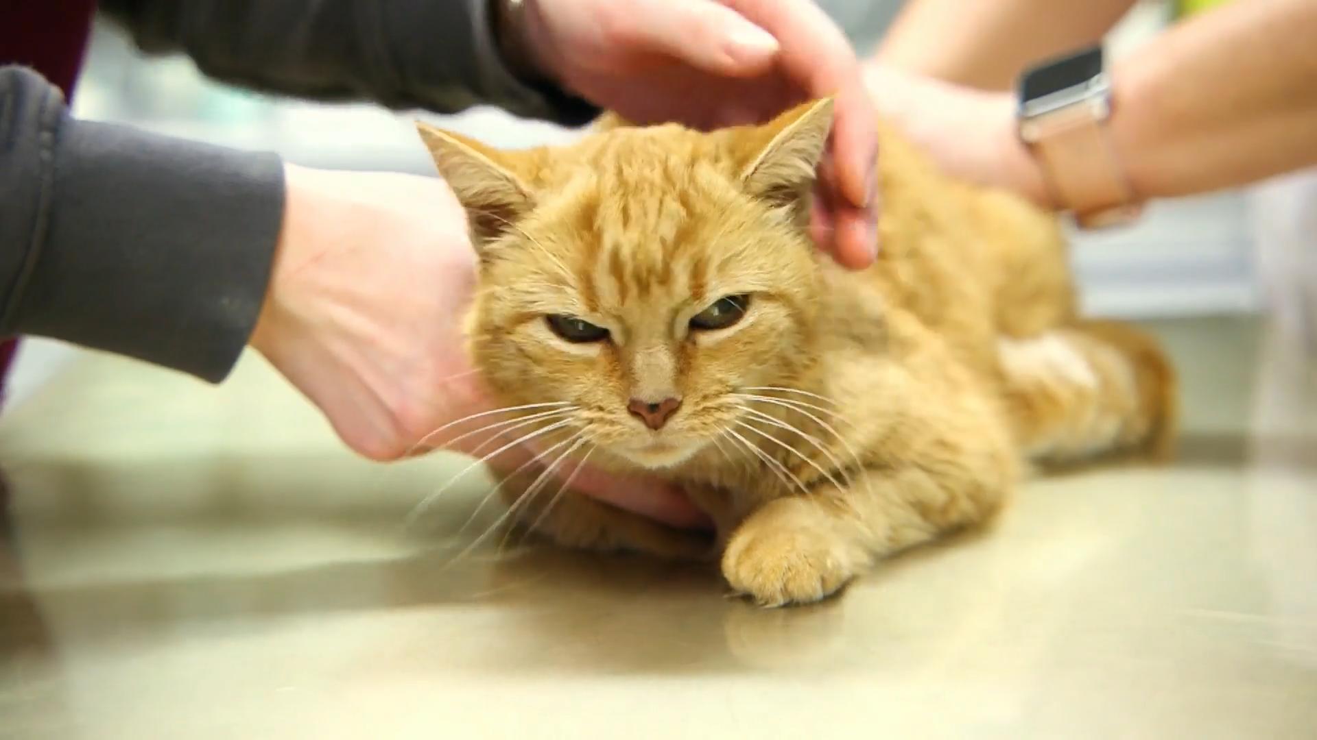 Katze Lilly ist bockig