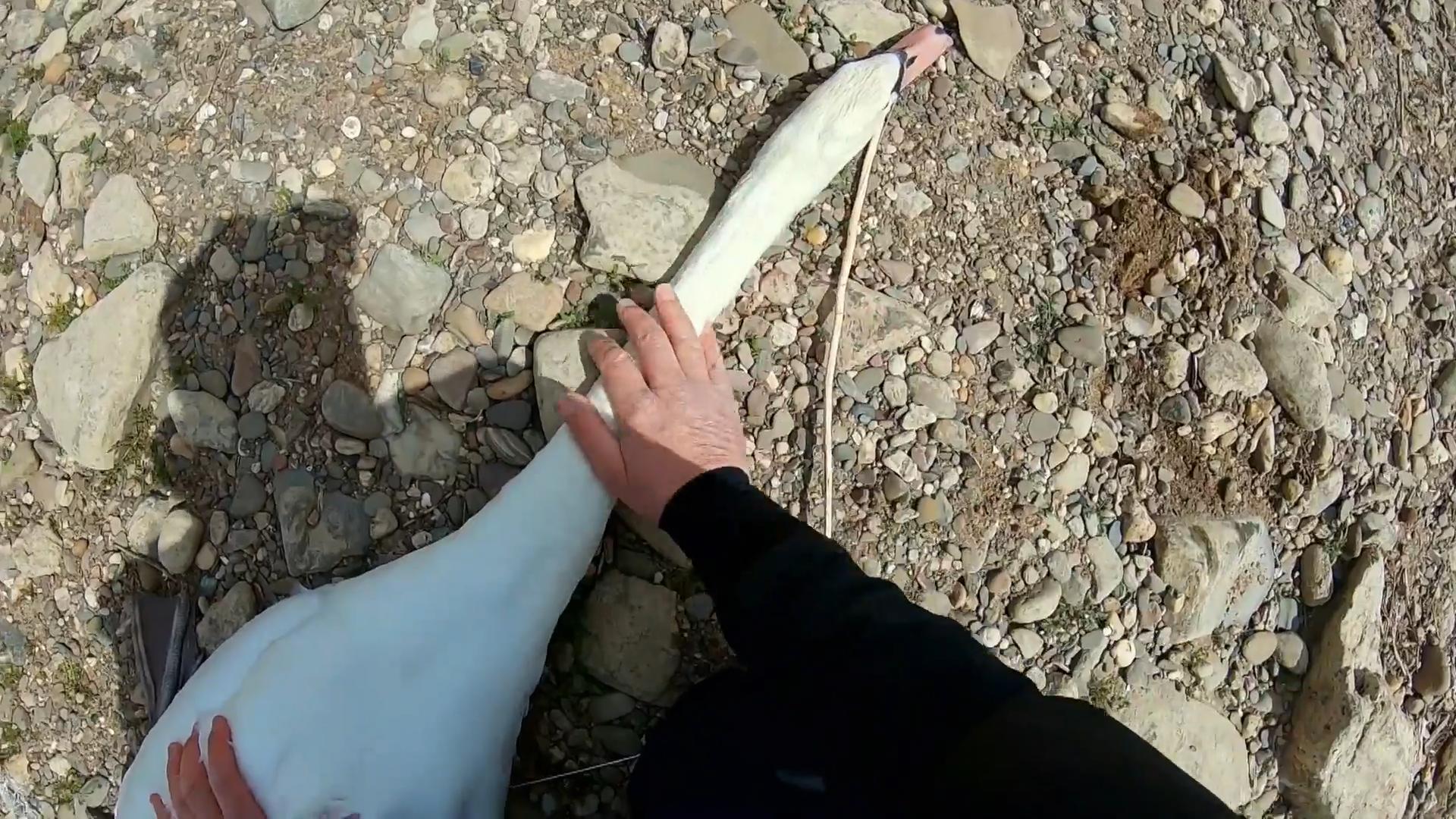 Ein Schwan ins Netz gegangen