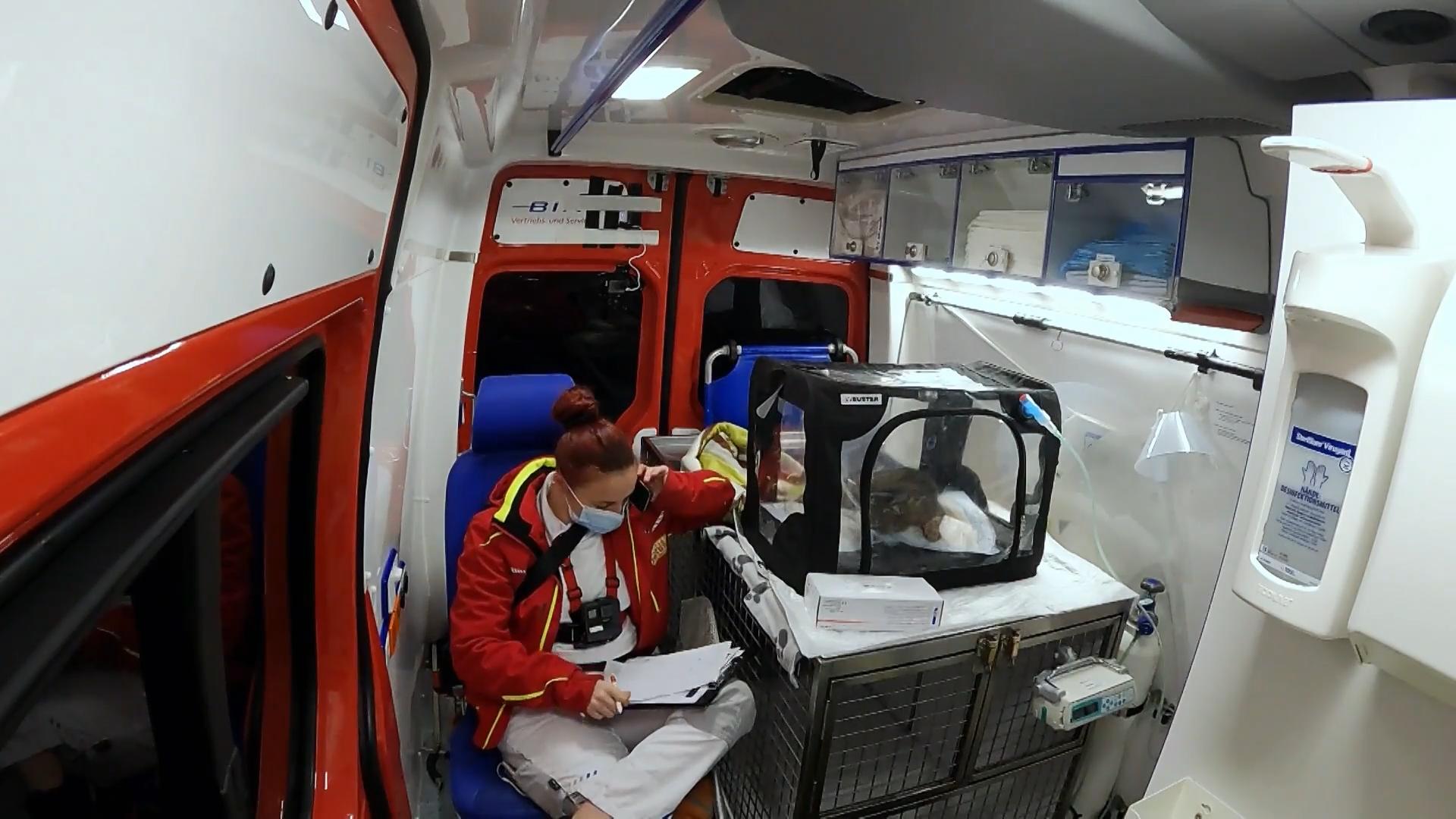 Seit einem Jahr lebt die Katze alleine