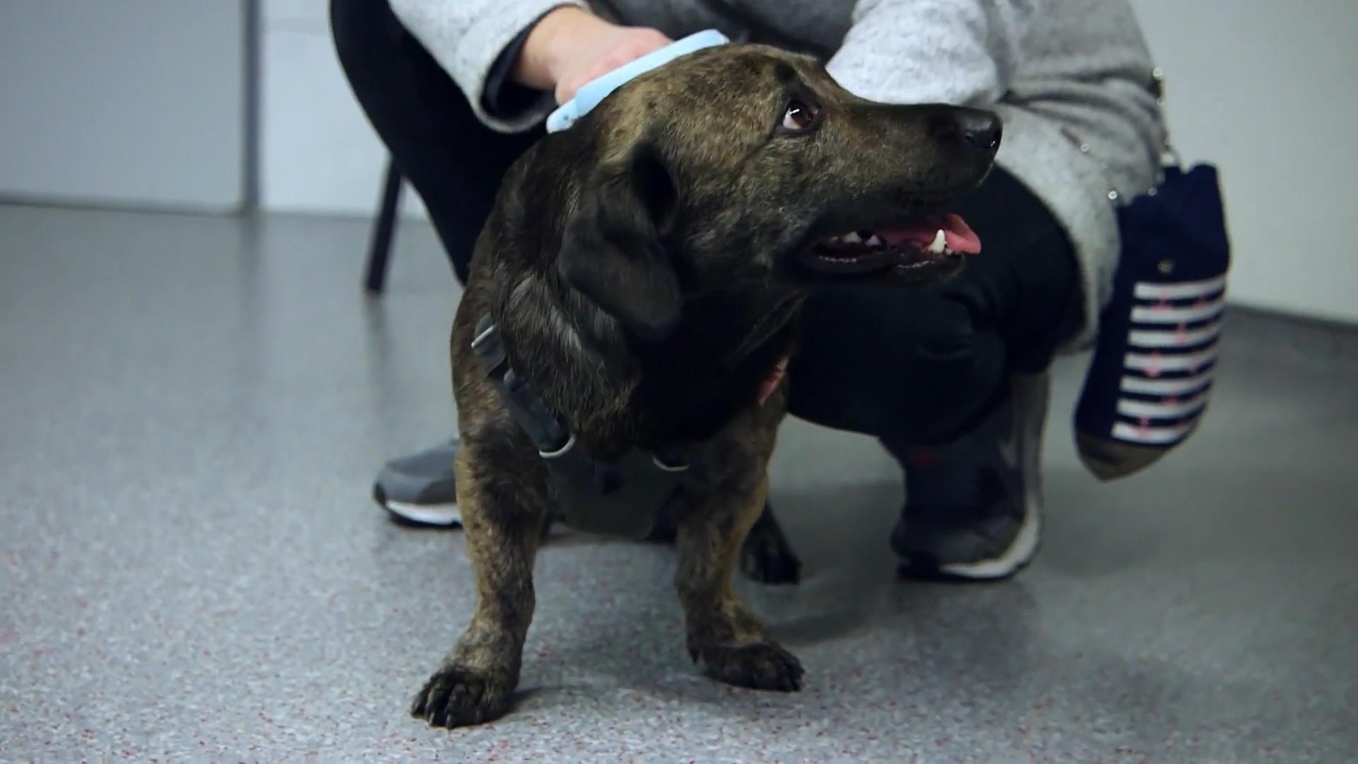 Balu trägt besser einen Maulkorb