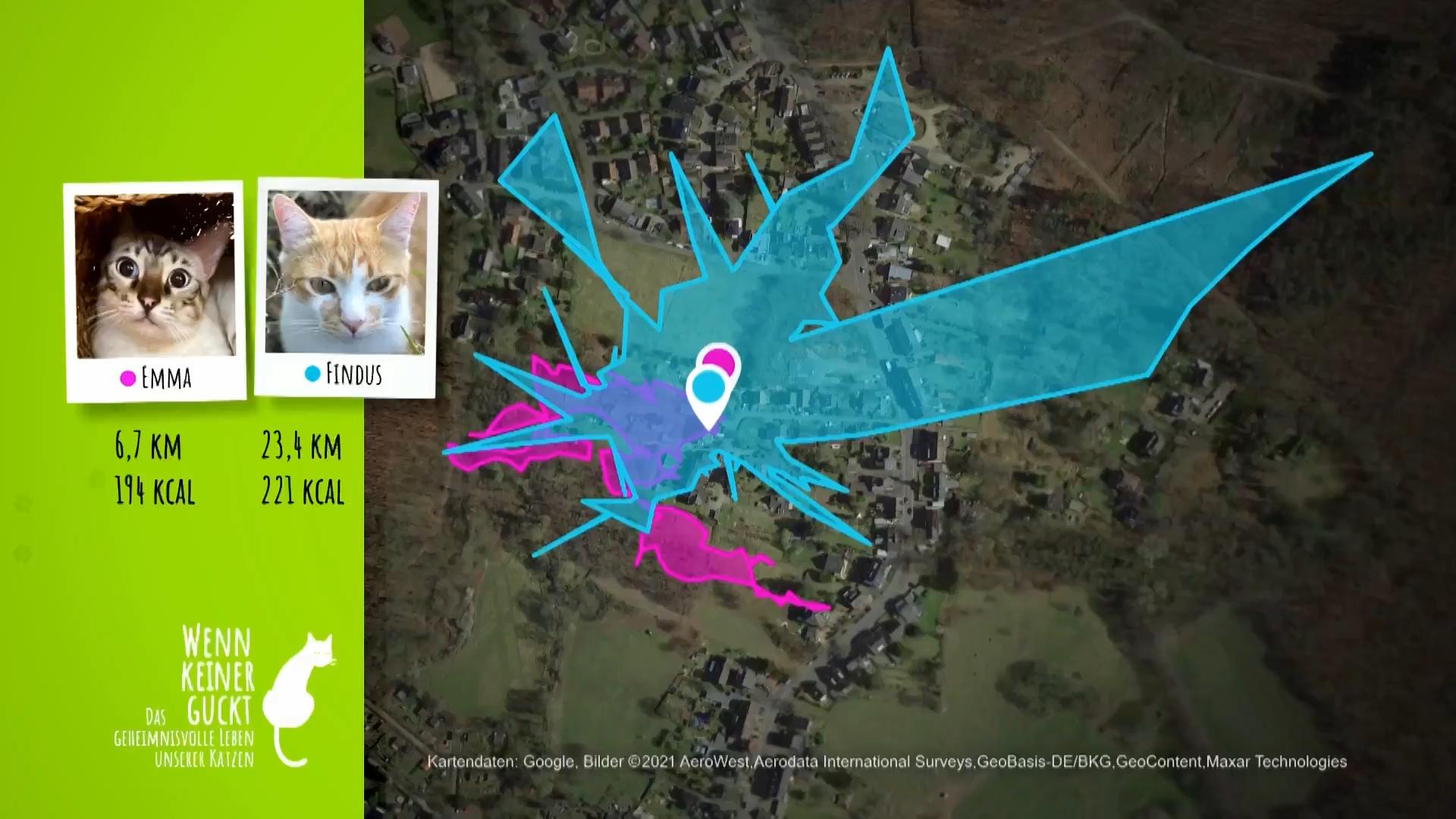 Beide Katzen treiben Leistungssport
