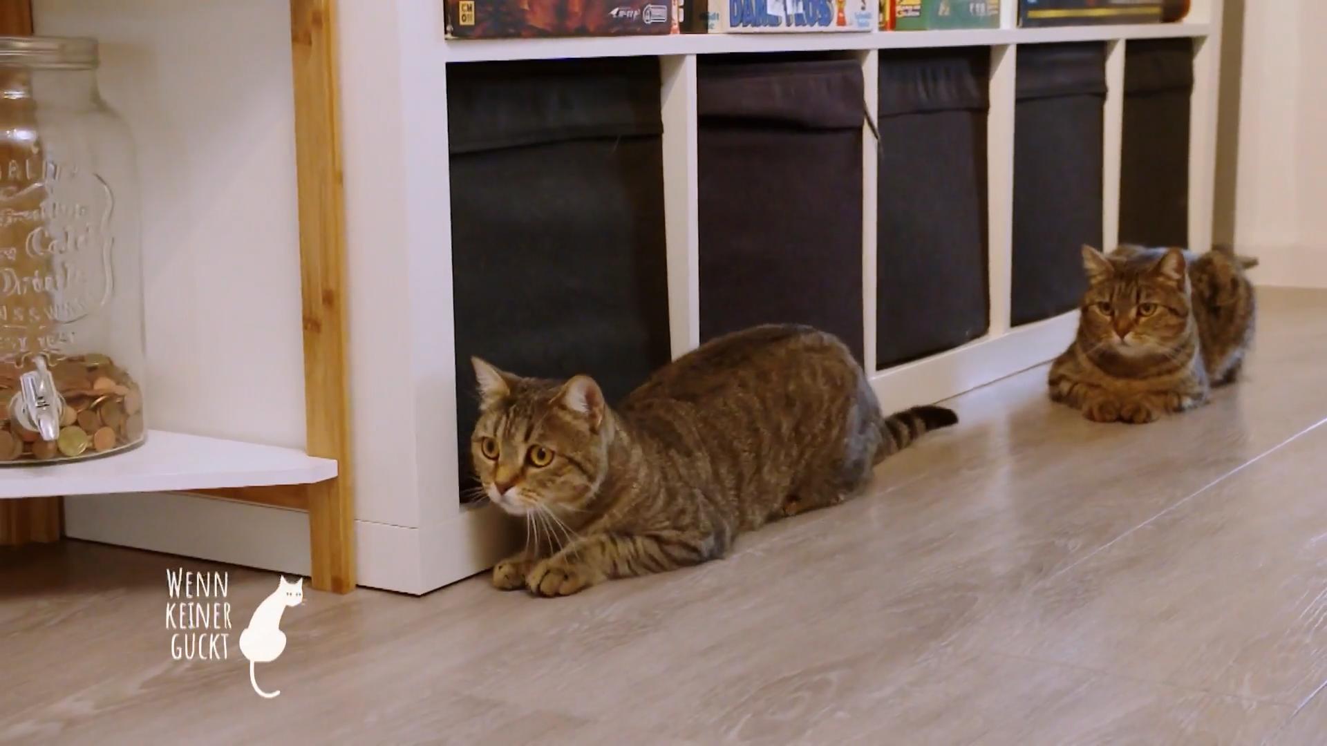 Die Katzen sind eigentlich Freigängerkatzen