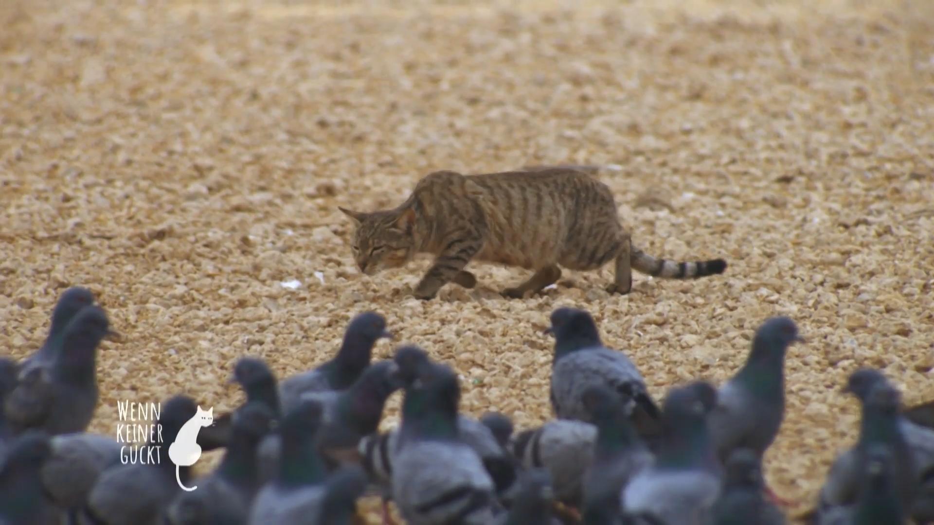 In den Haustieren schlummert immer noch ein Tiger