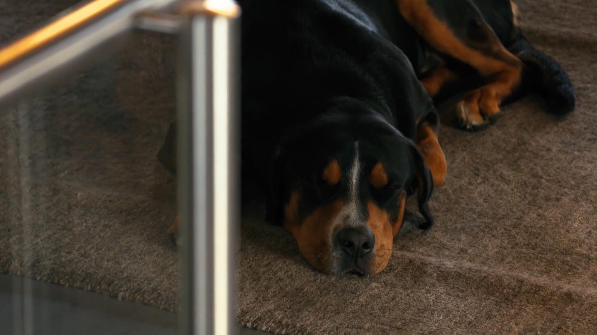 Hund Sky kriegt bald Gesellschaft