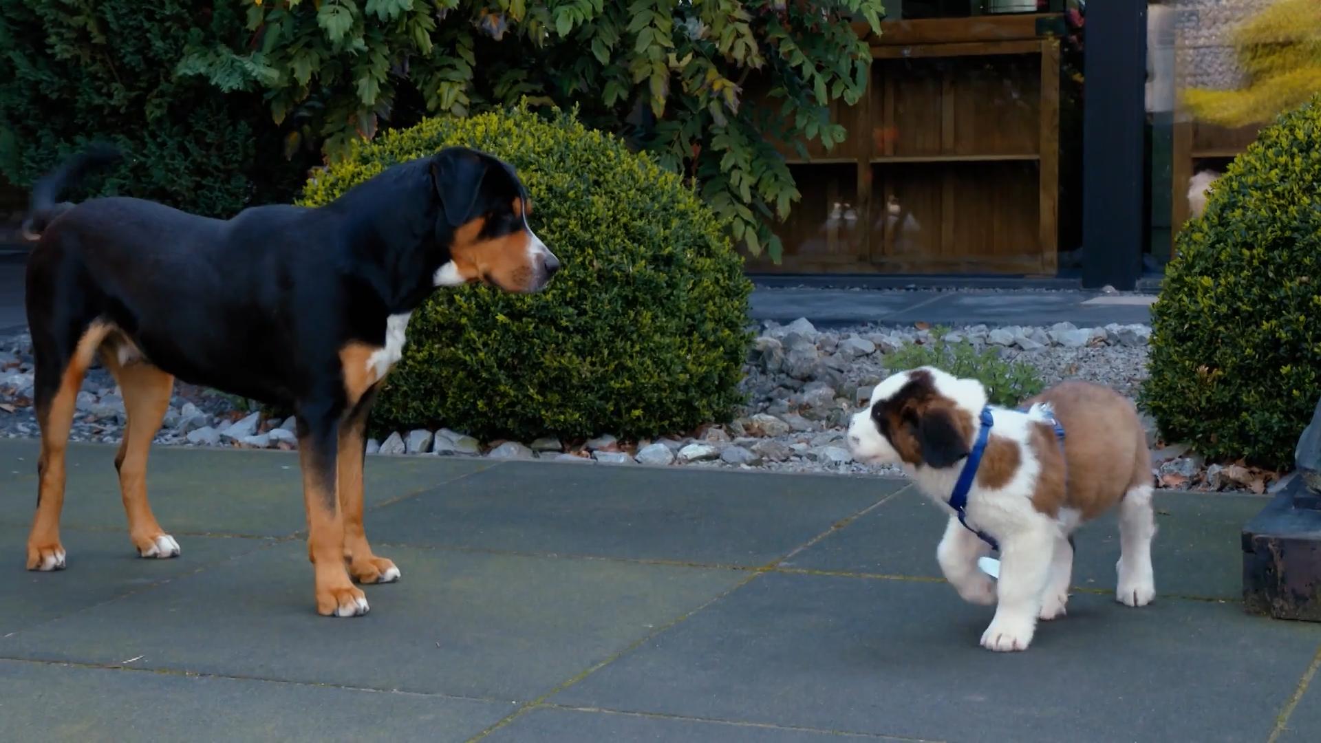 Wie findet Sky seinen neuen Gefährten?