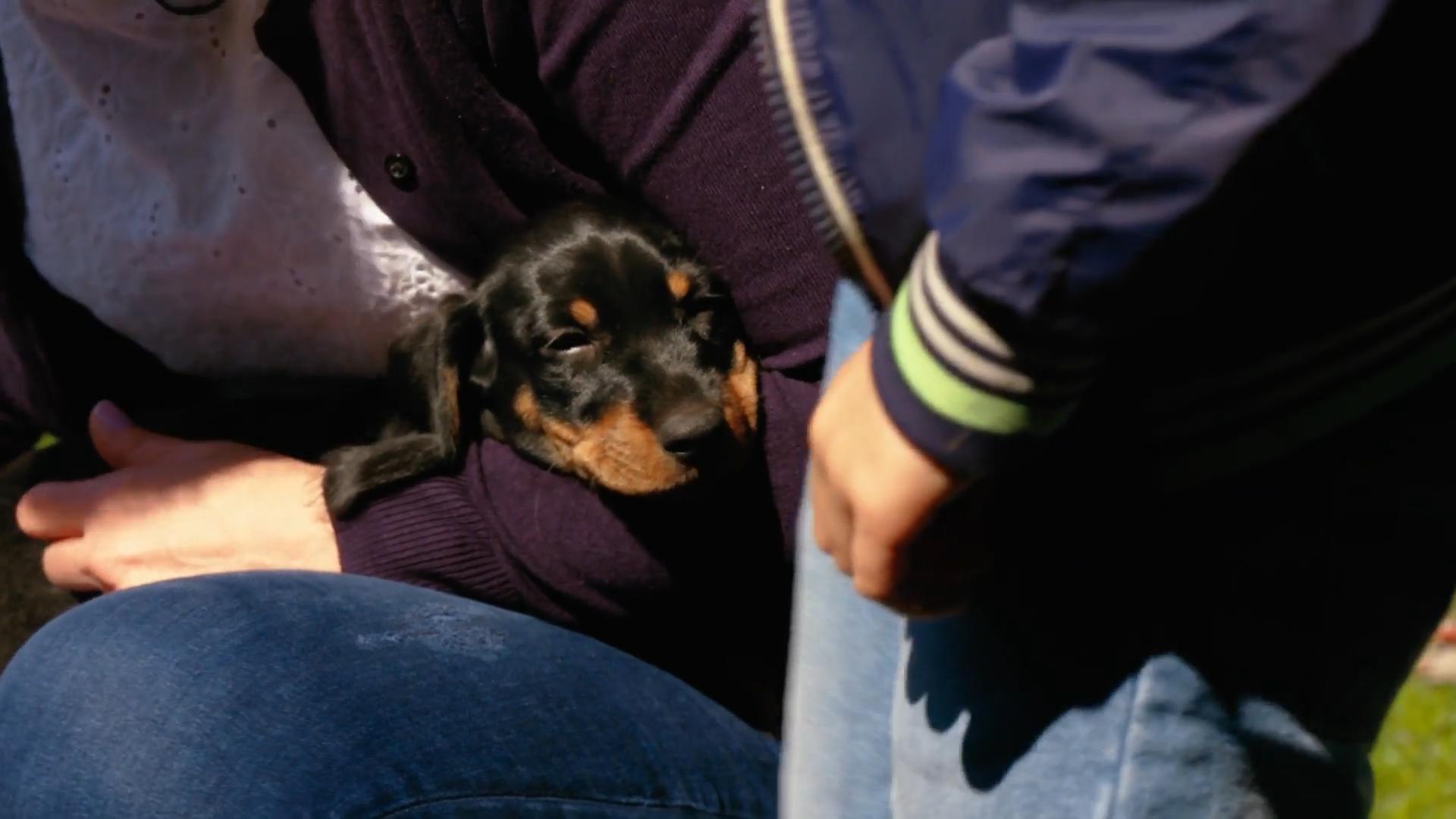 Jetzt zieht ein Dackel ein