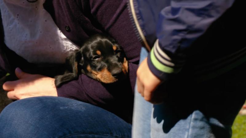 Jetzt zieht ein Dackel ein