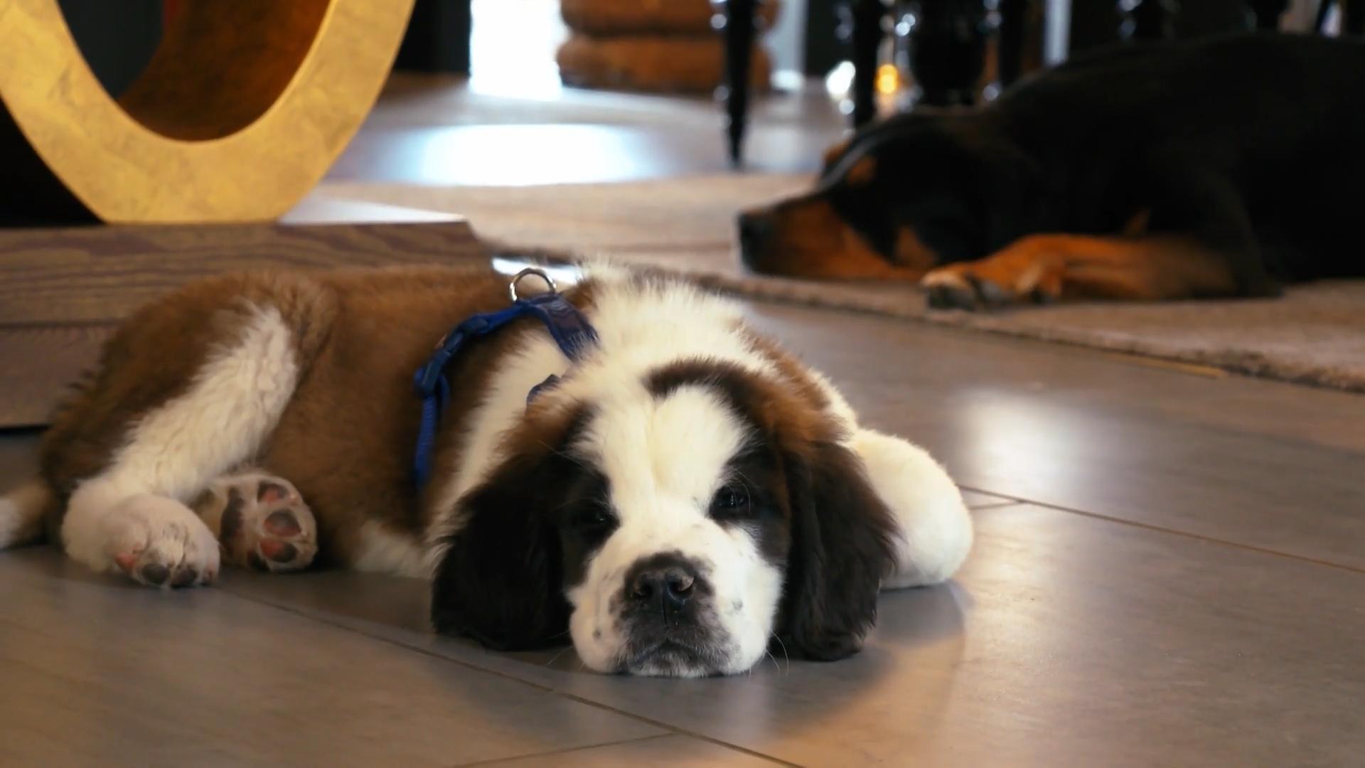 Ein grundlegendes Verstehen für den Hund fehlt