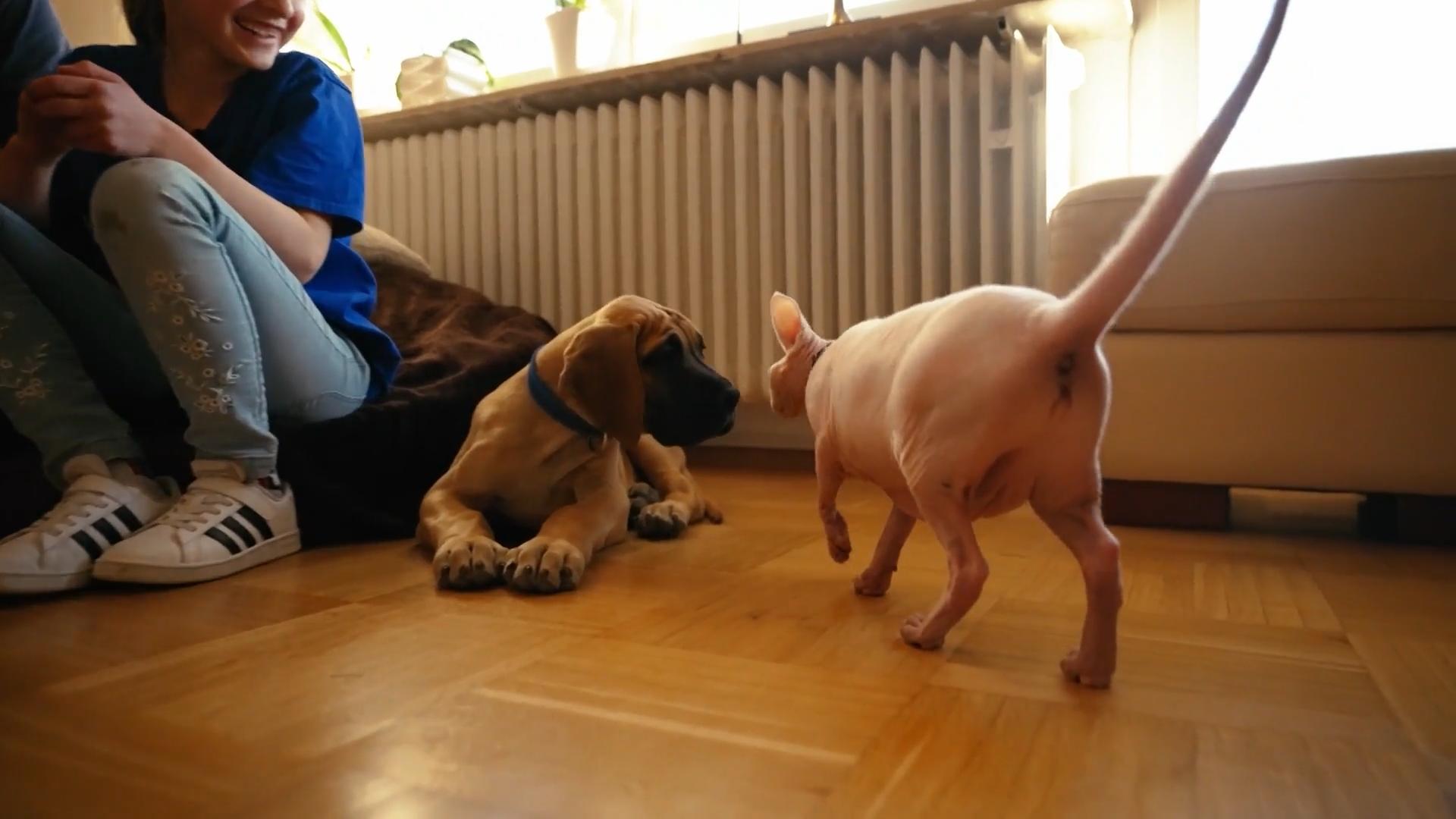 Hund und Katze begegnen sich zum ersten Mal