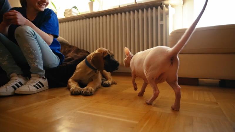 Hund und Katze begegnen sich zum ersten Mal