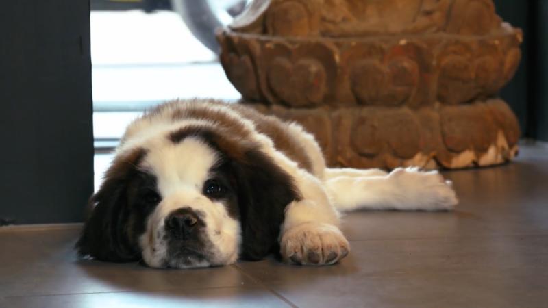 Was hält der Hund von seinem neuen Haus?