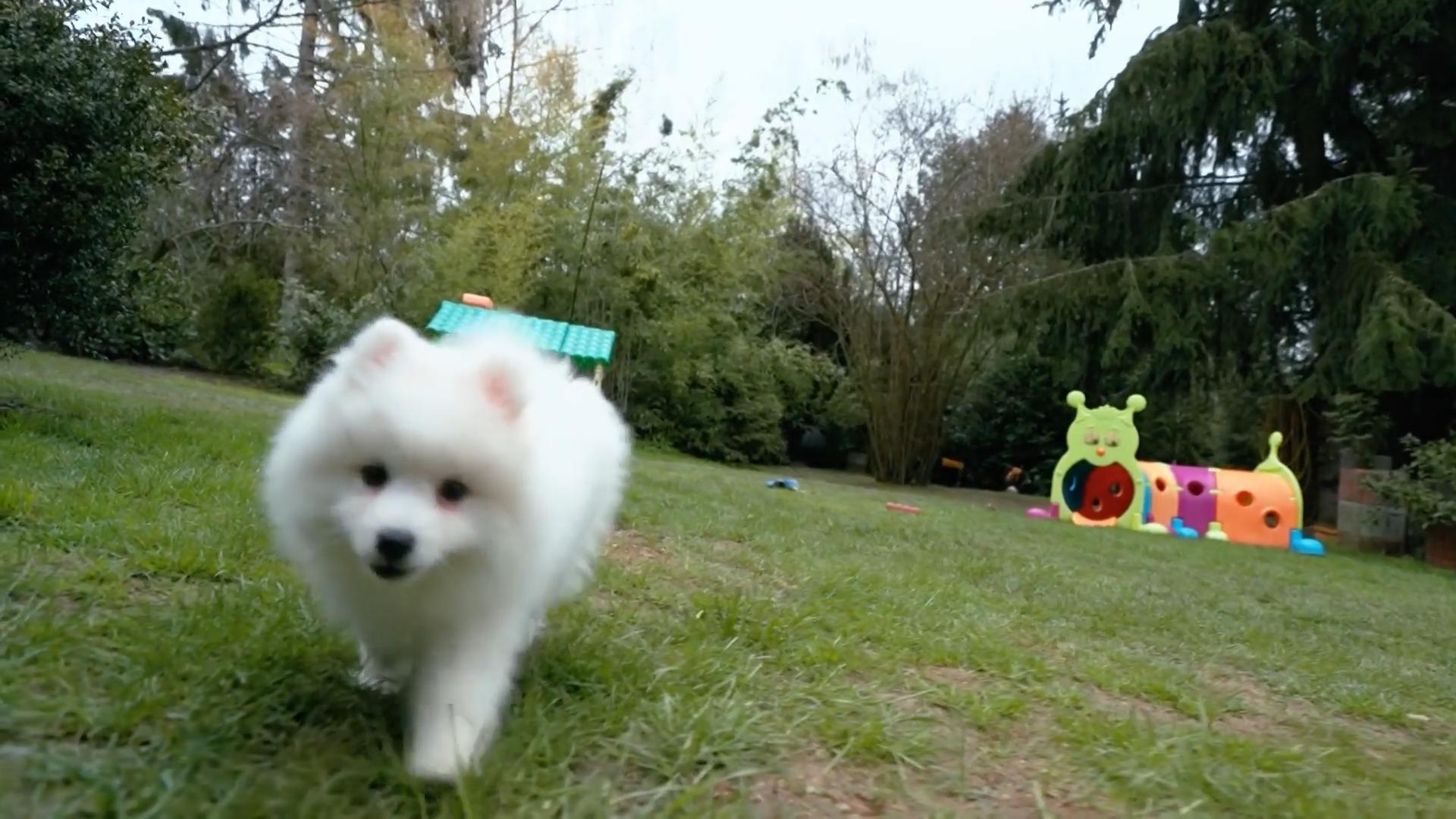 Sie wollte einen Hund, der aussieht wie ein Eisbär