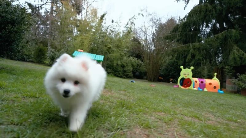 Sie wollte einen Hund, der aussieht wie ein Eisbär