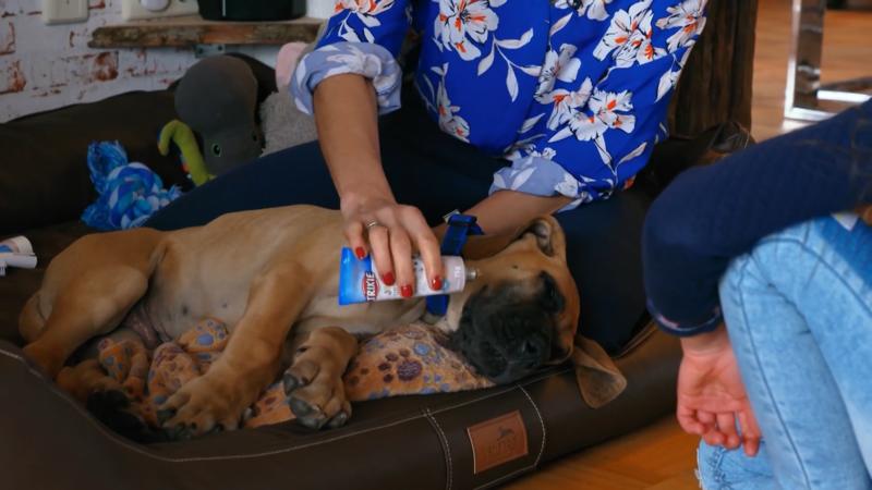 Jetzt werden dem Hund die Zähne geputzt