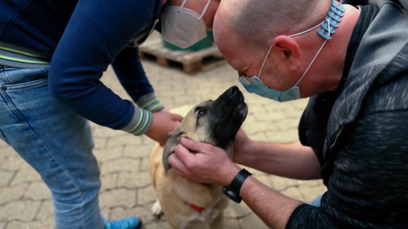 Schon immer einen Hund gewünscht