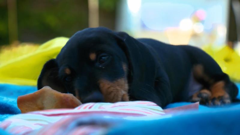 Ist Fiete ein Ferkel?