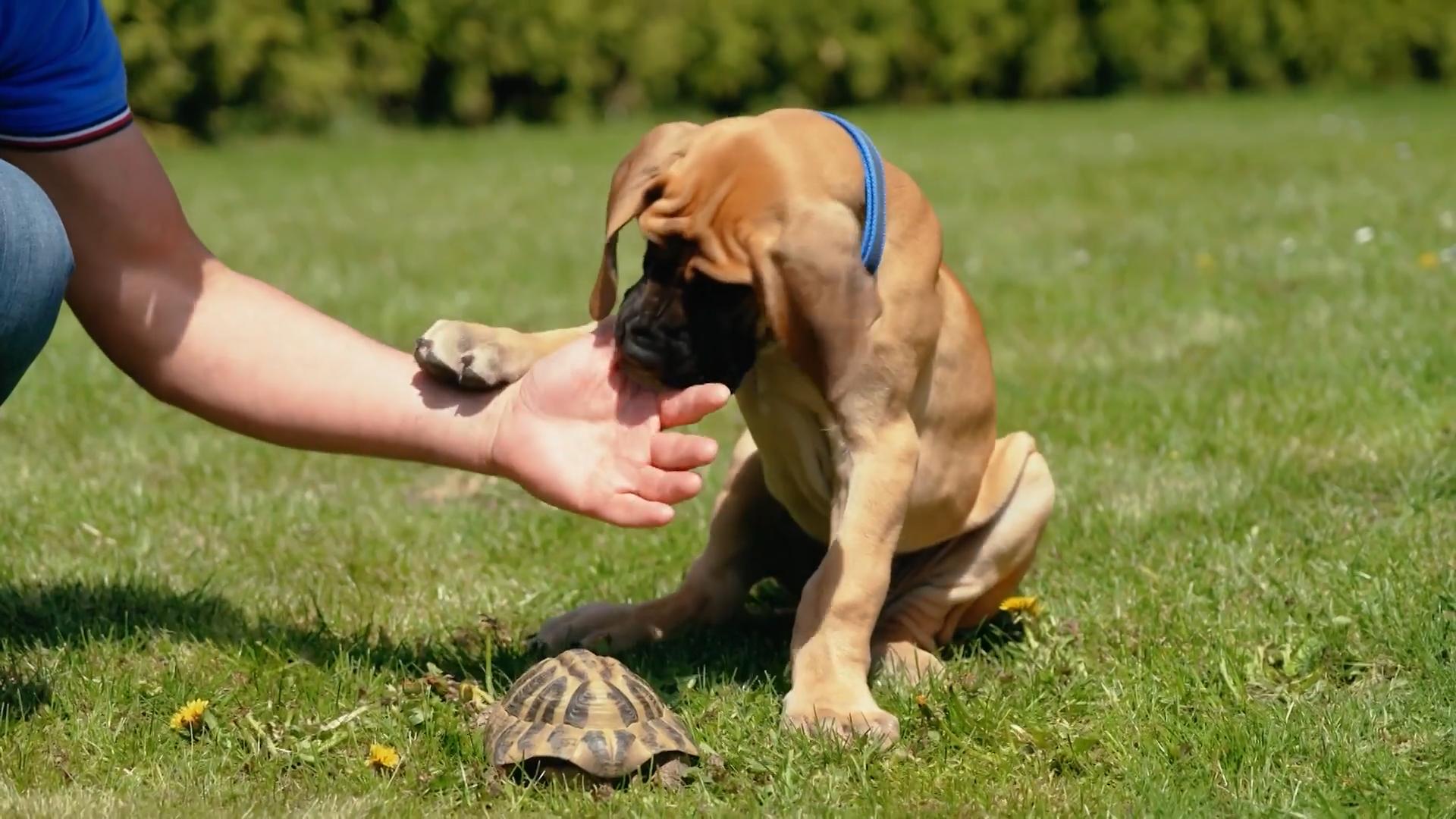 Mit einer Schildkröte soll der Hund sozialisiert werden