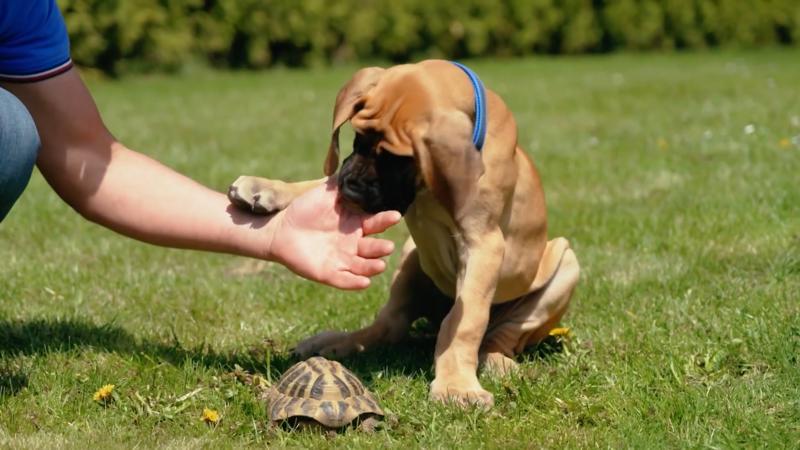 Mit einer Schildkröte soll der Hund sozialisiert werden
