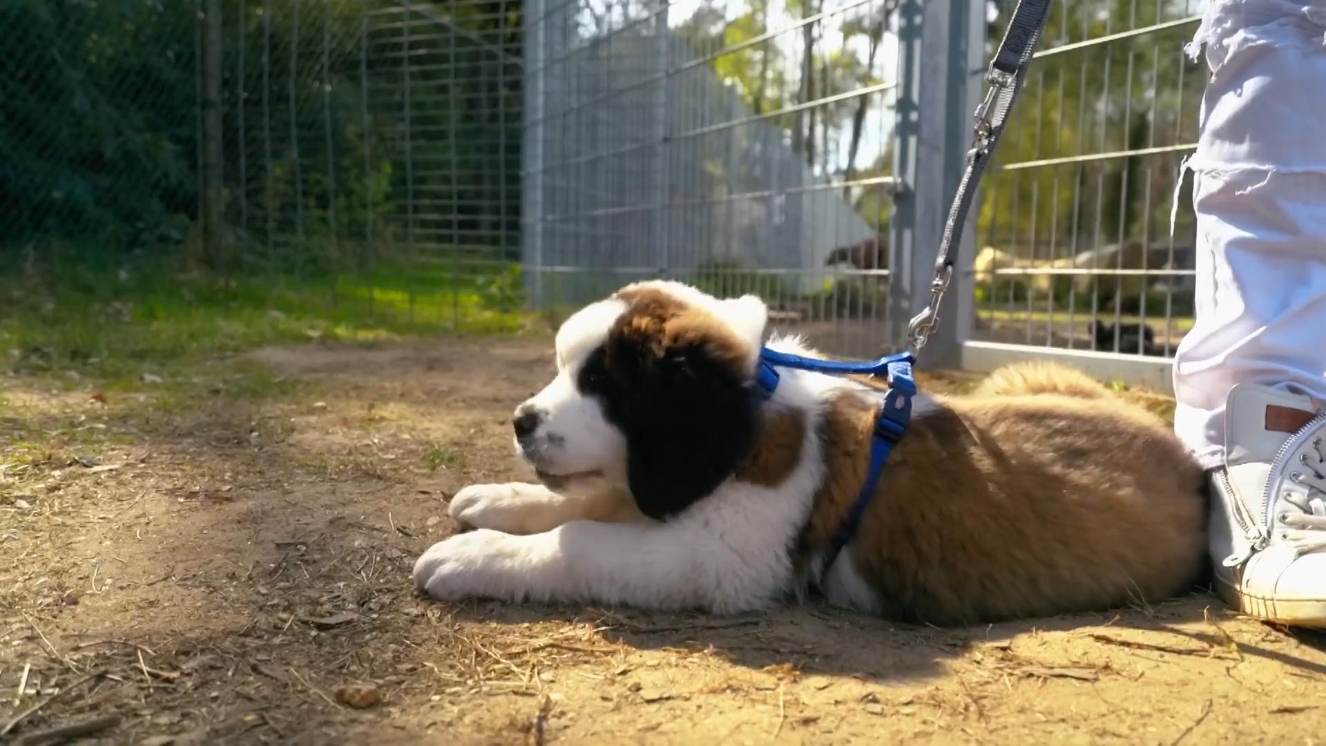 Sky fährt nicht mit zur Wiese