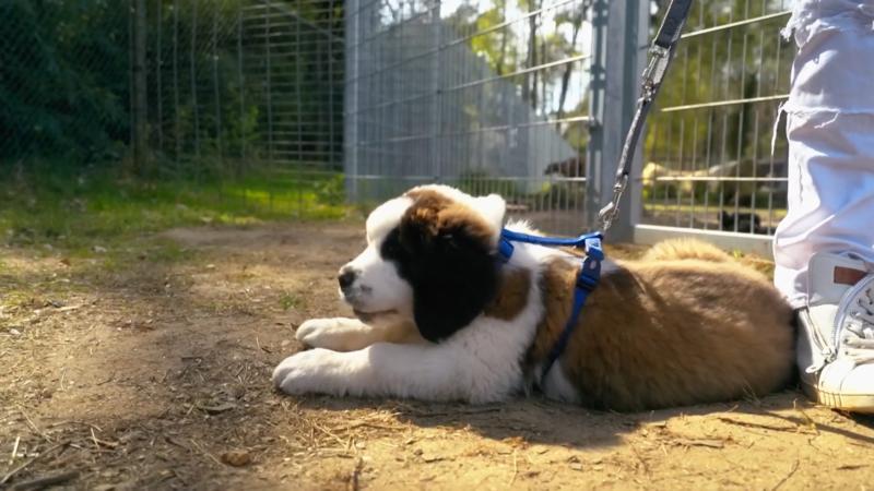 Sky fährt nicht mit zur Wiese
