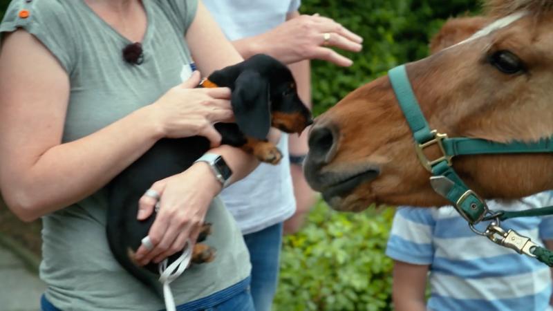 Fiete soll überall dabei sein