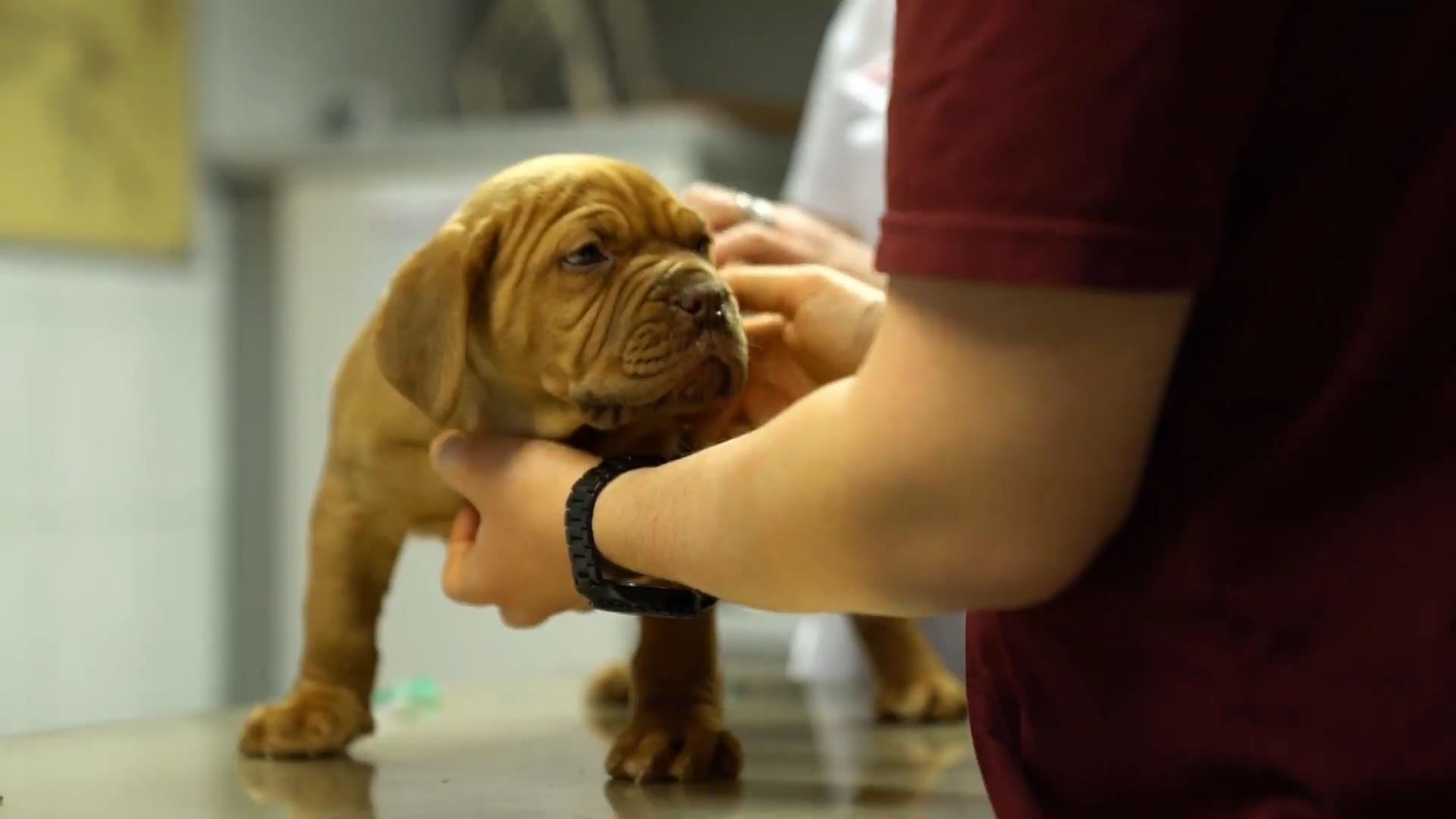 Zwei Welpen mit starkem Durchfall