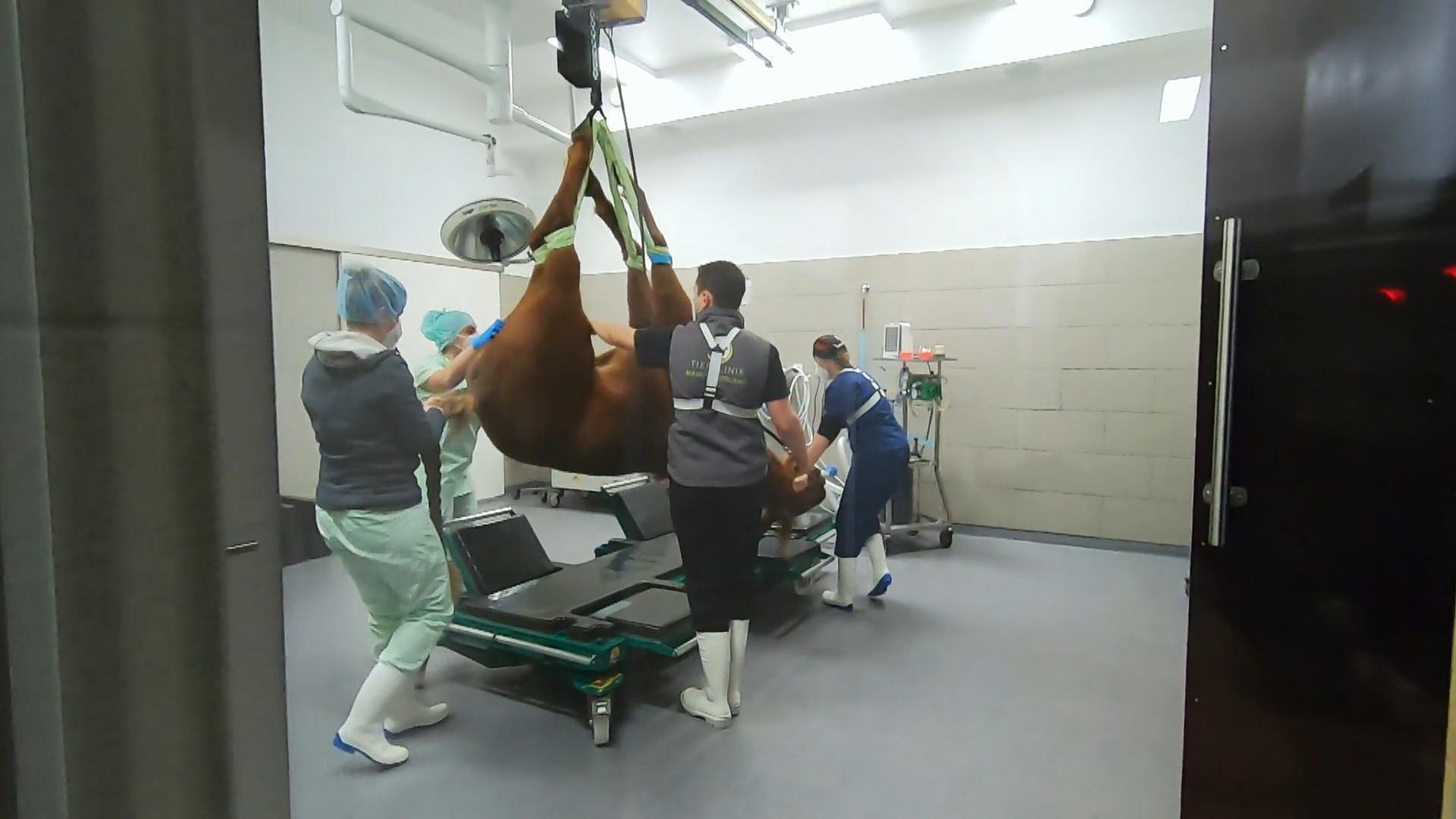 Heikler Moment: Hengst Phil in Narkose