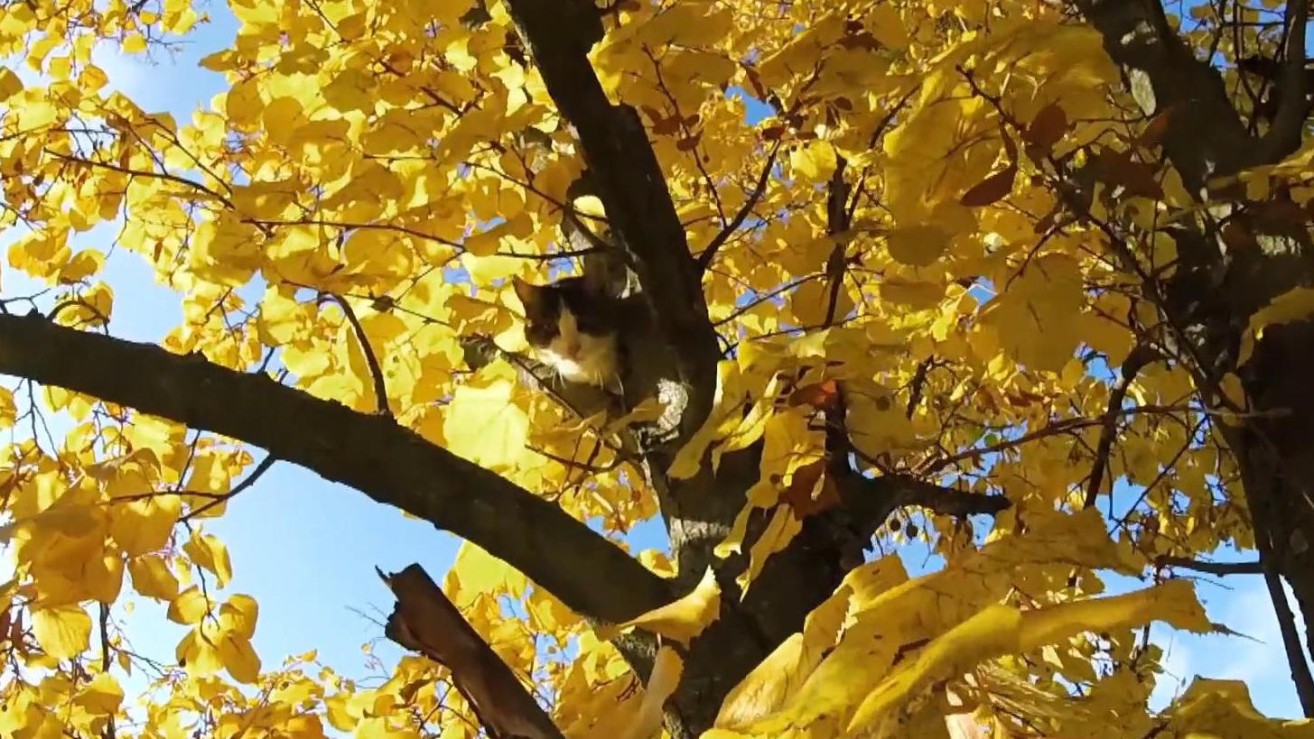 Katze Lucy sitzt seit 5 Tagen im Baum