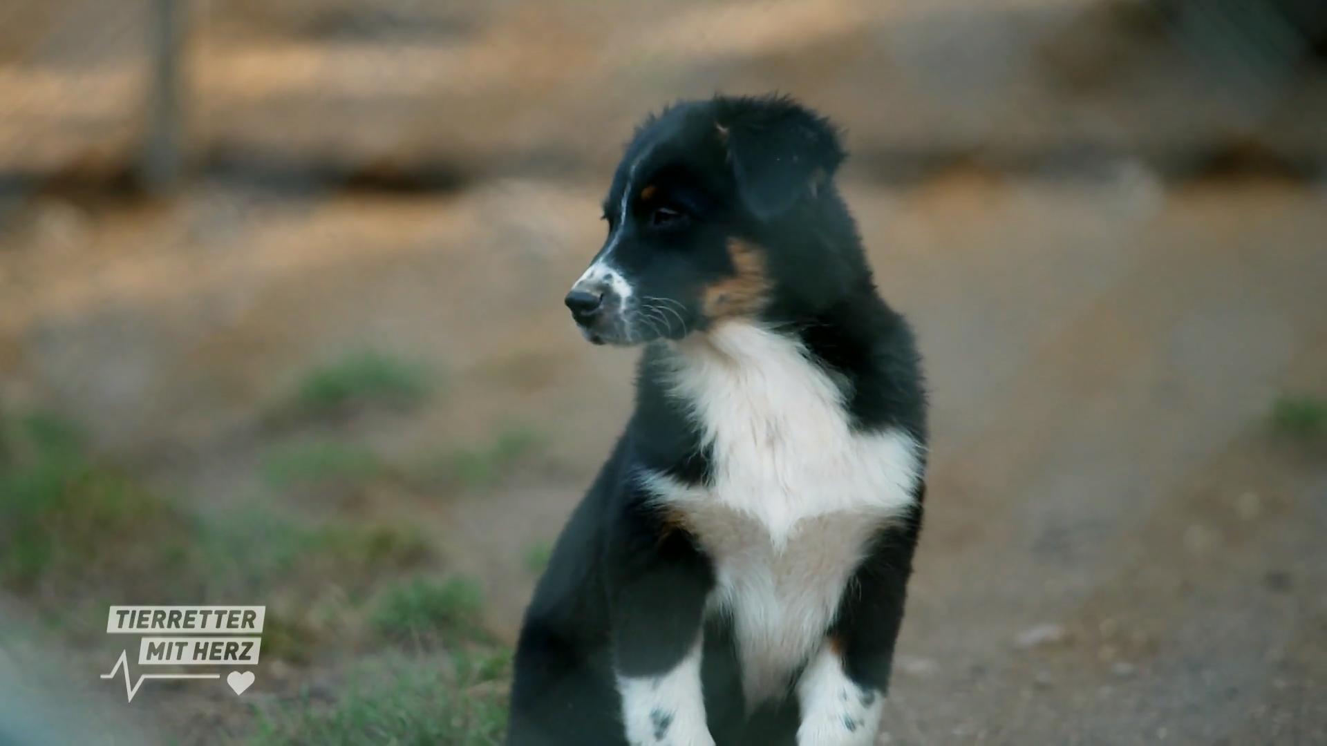 Welpen im Tierheim