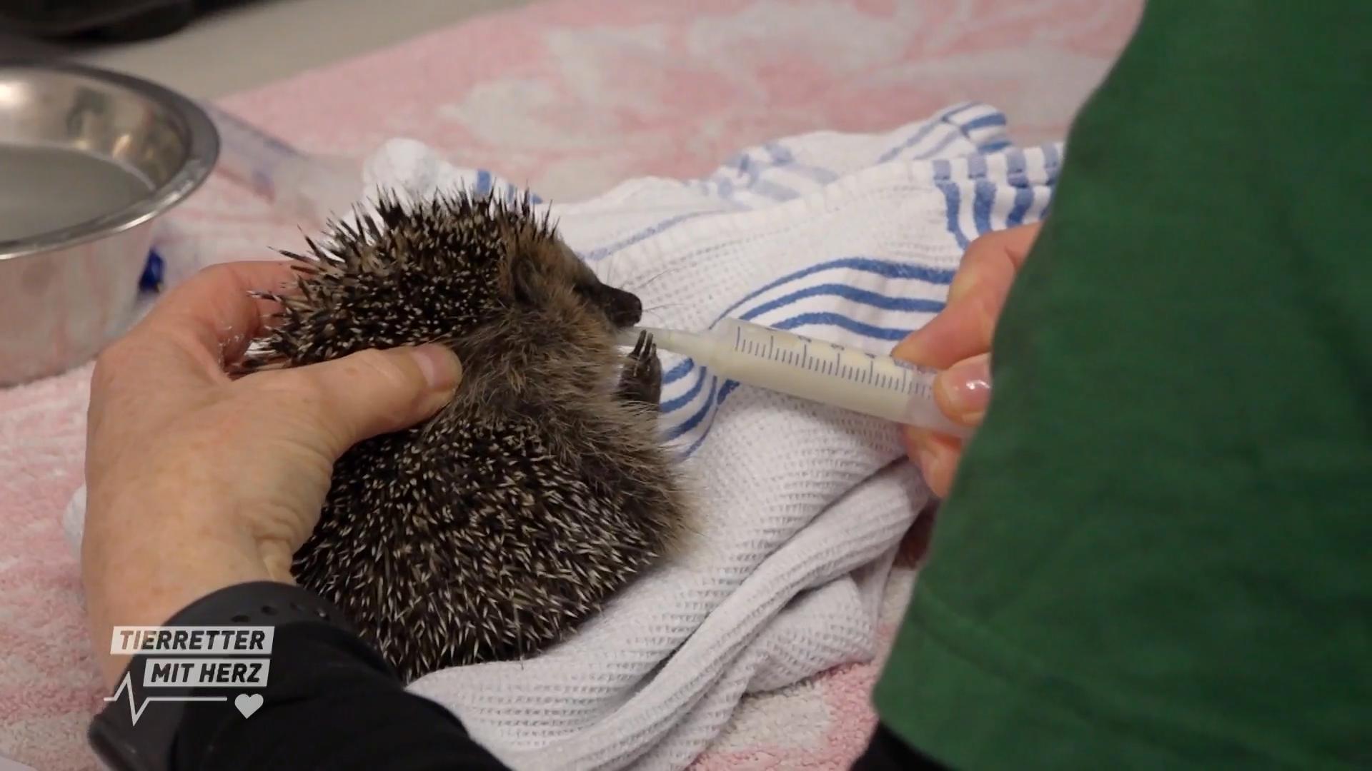 Igel in Gefahr?