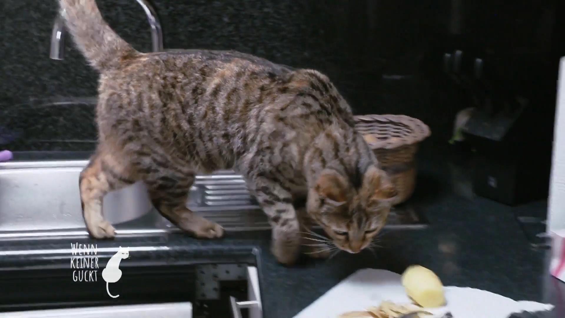 Stella mag gekochtes Essen