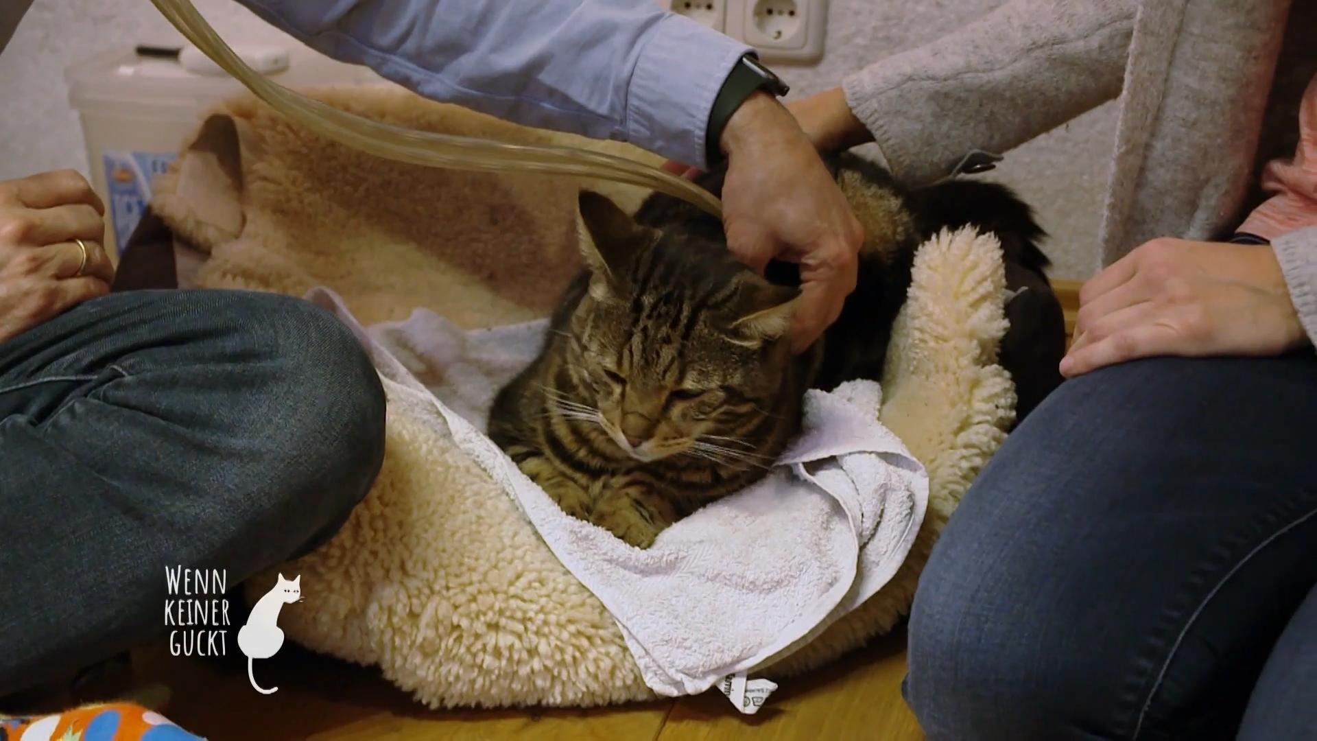 Das Futter sollte umgestellt werden