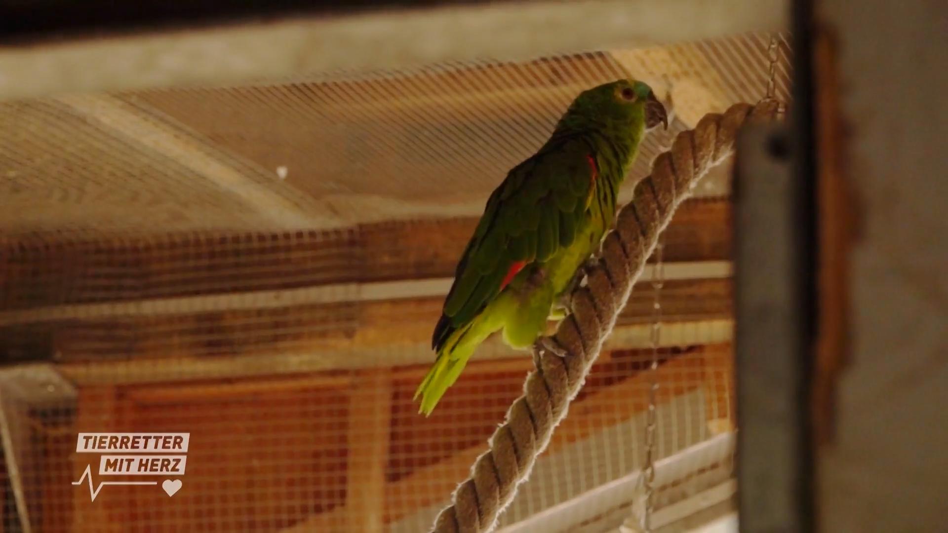 „Die Vögel liegen mir am Herzen“