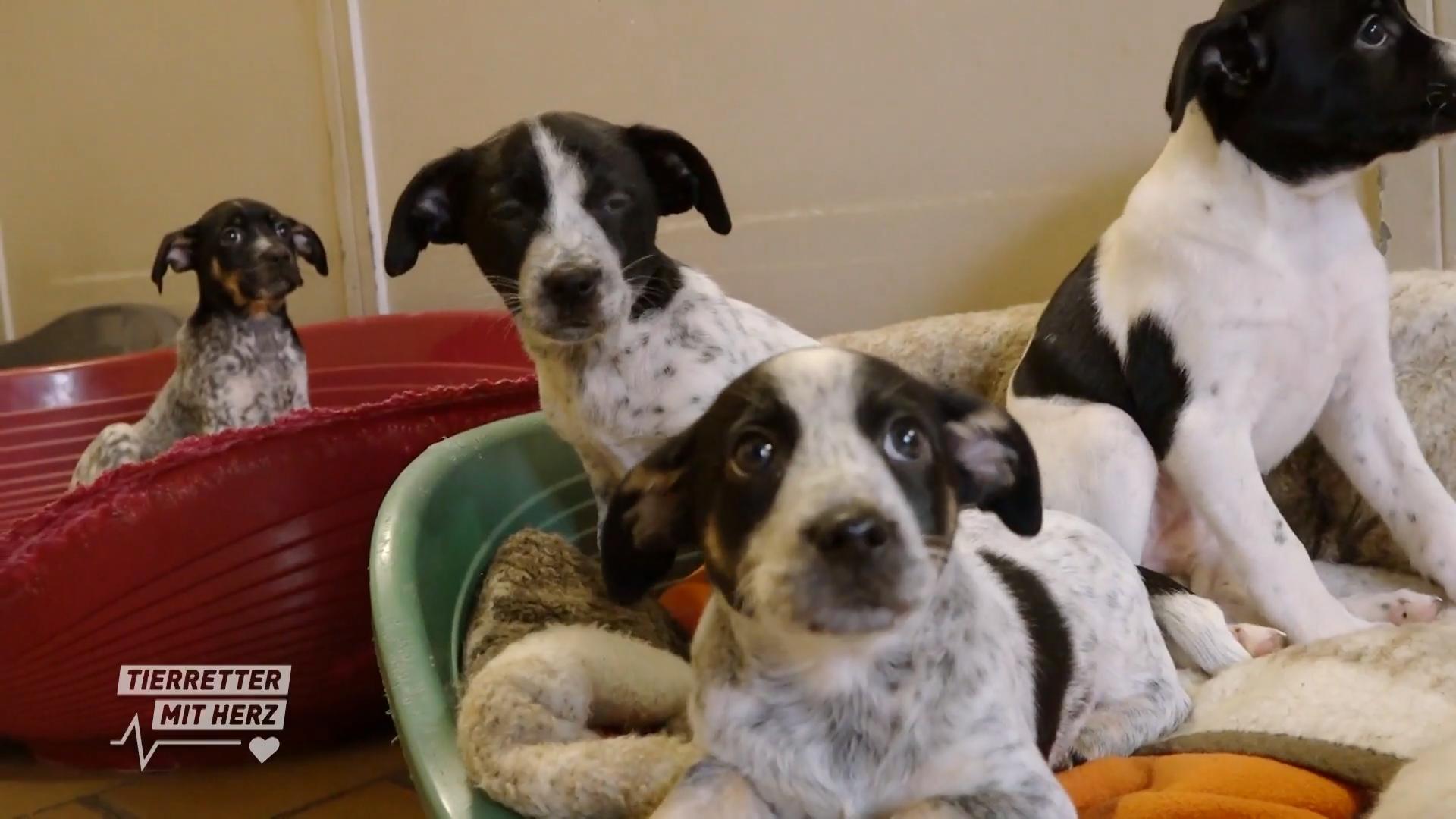 „Sie wurden im Karton gefunden“