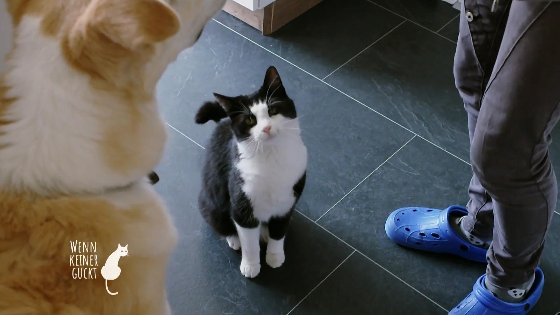 Wie steht Caruso zum Familienhund
